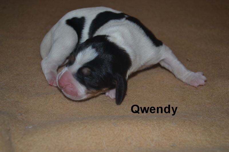 Qwendy